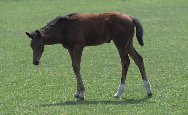 Cavalo Jovem Pasto — Fotografia de Stock