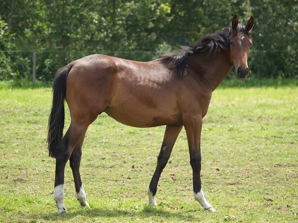 Paarden Overdag Buiten — Stockfoto