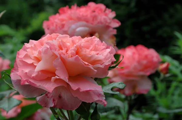 玫瑰花瓣 植物区系 — 图库照片
