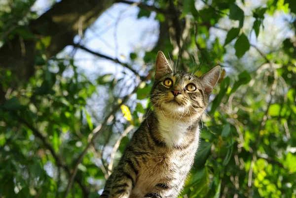 tiger cat looking looking ahead