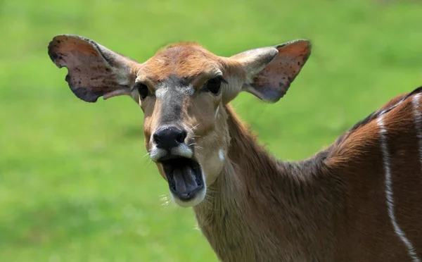 Antilopen Dier Natuur Fauna — Stockfoto