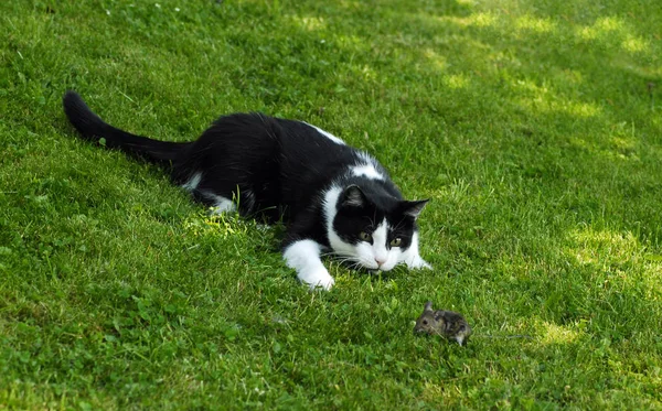 Kleine Flauschige Katze Mit Schnurrhaaren — Stockfoto