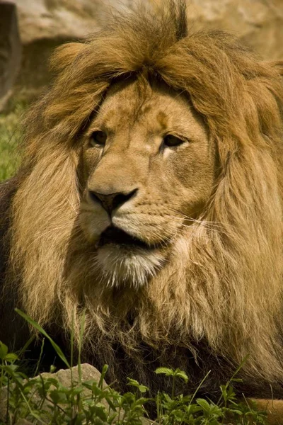 Leeuwenjager Wilde Vleesetende Kat — Stockfoto