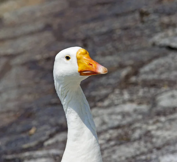 Aussichtsreiche Aussicht Auf Schöne Vögel Der Natur — Stockfoto