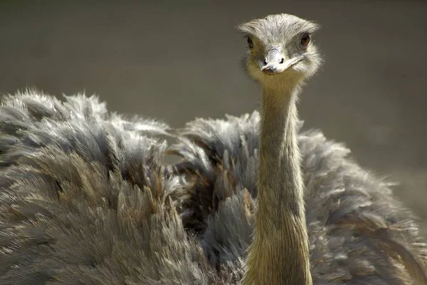 Ostrich Animal Bird Wildlife — Stock Photo, Image
