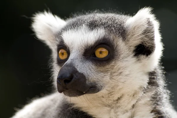 Monos Simios Animales Primarios —  Fotos de Stock