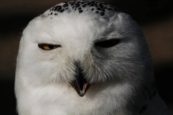 Burung Hantu Salju Bulu Burung Putih — Stok Foto