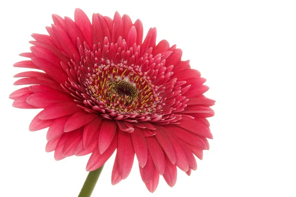 Gerbera Bloemblaadjes Flora — Stockfoto