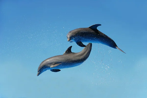 Dolphin Aquatic Fish Animal — Stock Photo, Image