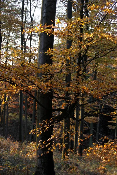 Bellissimo Paesaggio Autunnale Sullo Sfondo — Foto Stock