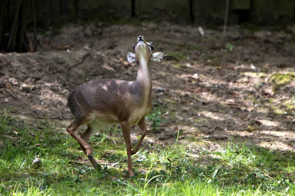 Giovane Cervo Femmina Natura — Foto Stock