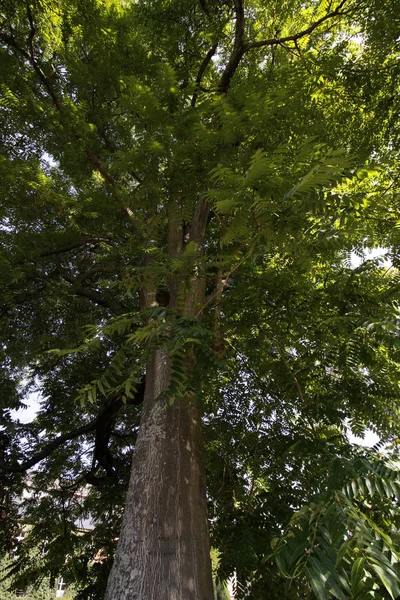 Bela Paisagem Floresta — Fotografia de Stock