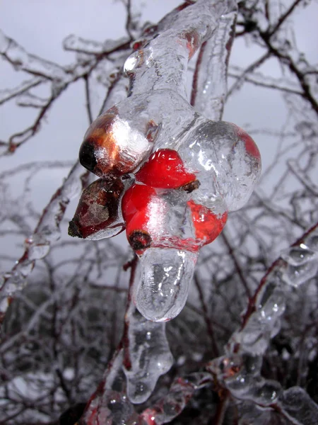 Rose Hips Ice Jackets — Stock Photo, Image