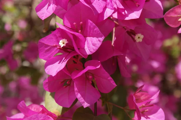 Bougainvillea Glabra Fam Nyctaginaceae — Stock fotografie