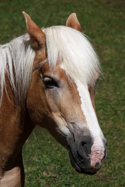 Nazwa Pochodzi Południowego Tyrolskiego Haflinger Górskiej Wsi Hafling Nazwa Wynika — Zdjęcie stockowe