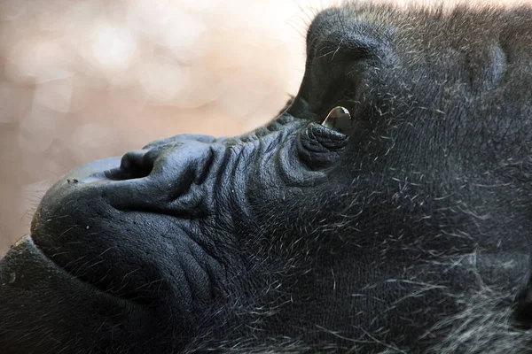 Főemlős Állat Gorilla Majom Majom — Stock Fotó