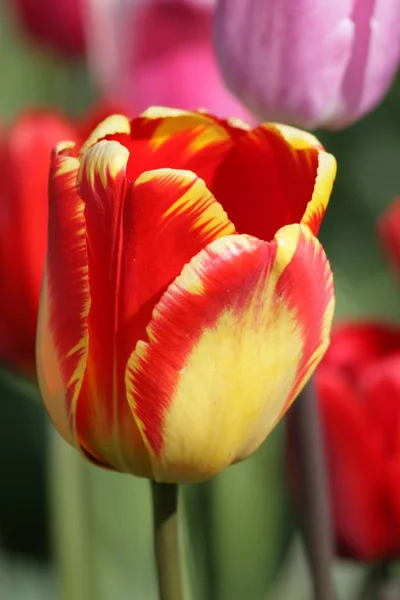 Тюльпан Цветы Лугу Флора Весной — стоковое фото
