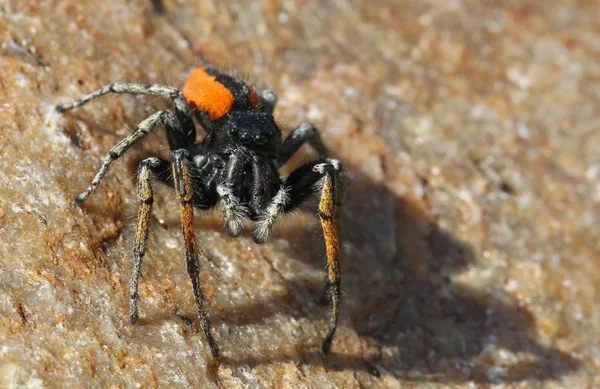 Spider Bug Scary Insect — Stock Photo, Image