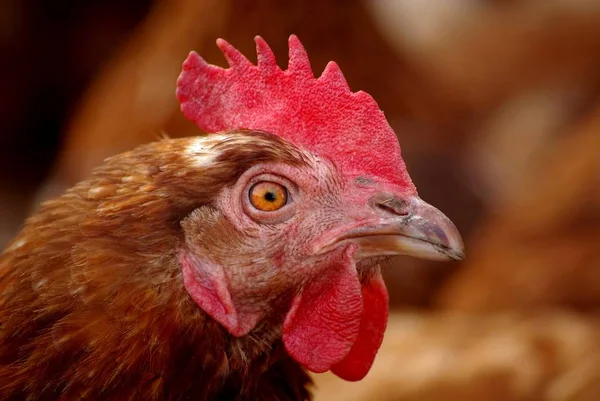 鶏の鶏の動物の肖像画プロフィール — ストック写真