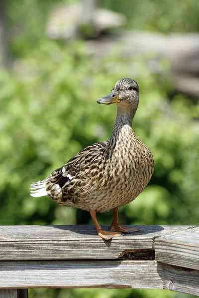 Pittoresker Vogel Themenschuss — Stockfoto