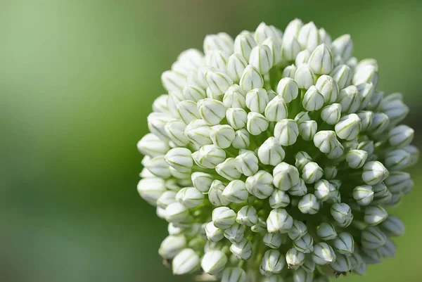 Schöne Blumen Blumiges Konzept Hintergrund — Stockfoto