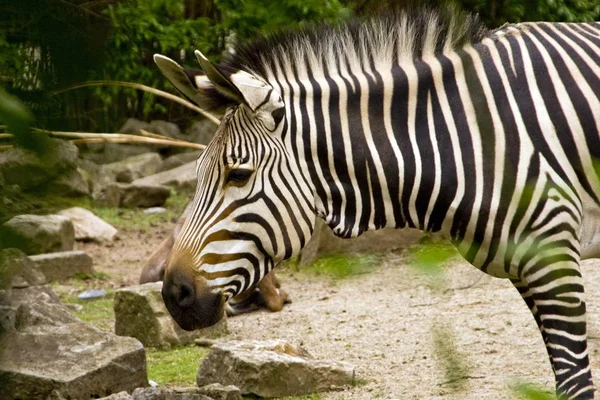 Animal Zebra Listrada Mamífero — Fotografia de Stock