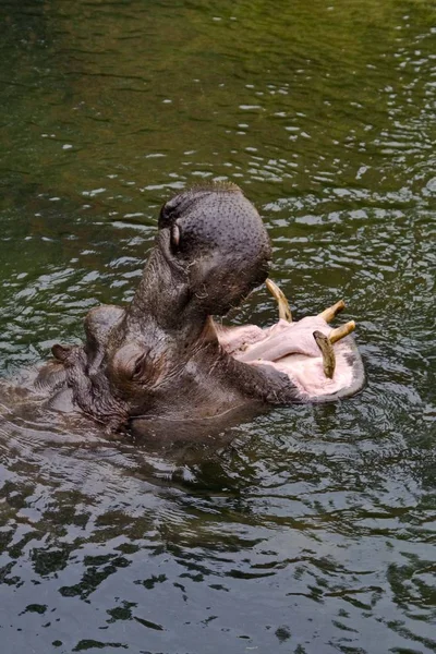 Hipopótamo Animal Hipopótamo Vida Selvagem — Fotografia de Stock