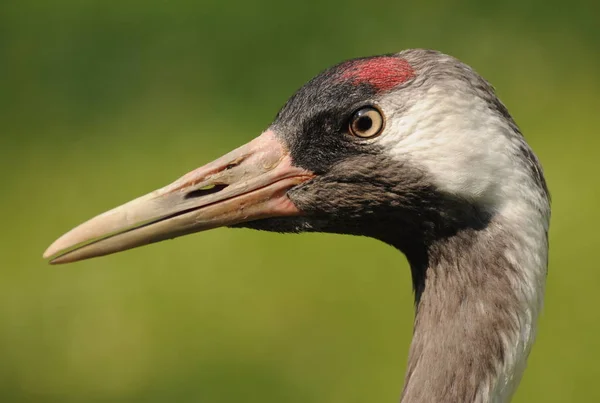 Aussichtsreiche Aussicht Auf Schöne Vögel Der Natur — Stockfoto