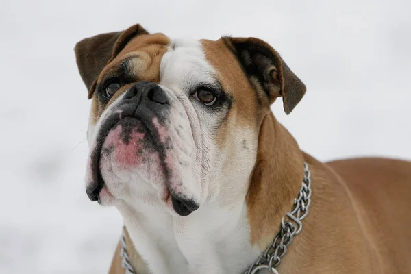 Continental Bulldog Pedigree Dog — Stock Photo, Image