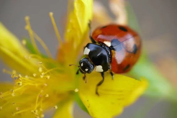 Gros Plan Bug Nature Sauvage — Photo