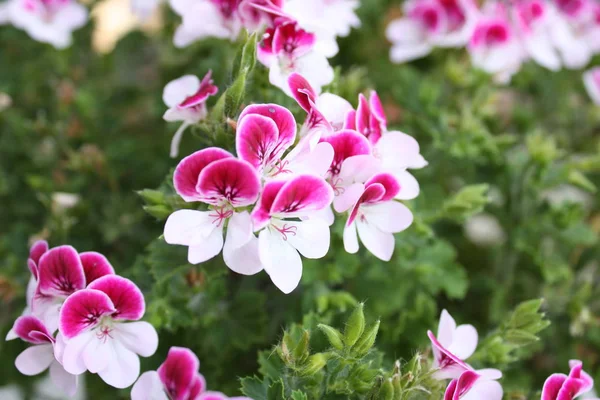 Prachtige Flora Tuin Natuur — Stockfoto