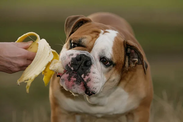 Angielski Buldog Jedzący Banana Parku — Zdjęcie stockowe