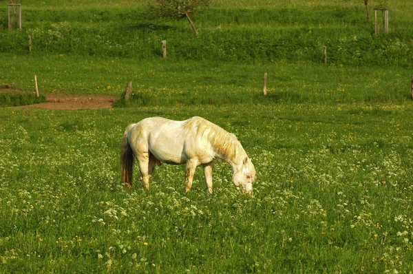 Kůň Hřebec Divoké Zvíře Přírodě — Stock fotografie