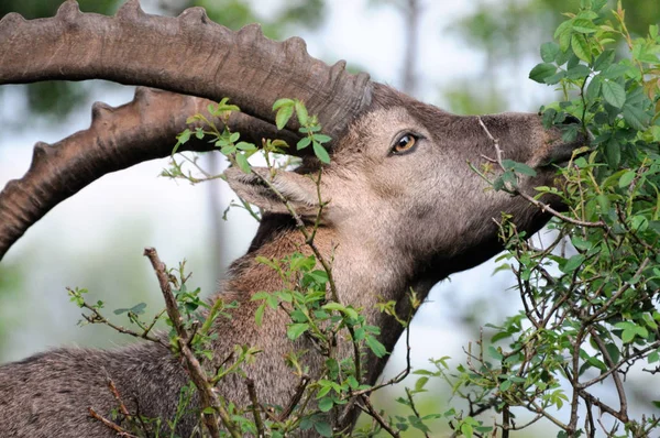 Een Grote Groep Wilde Zwijnen Het Kruger National Park Zuid — Stockfoto
