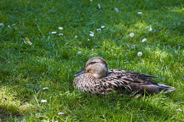 Vrouwelijke Wilde Eend Rustend Gras — Stockfoto