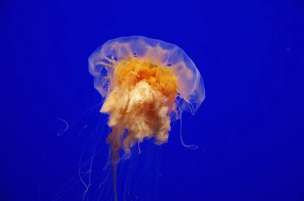 水生水母海水底水母海洋生物 — 图库照片