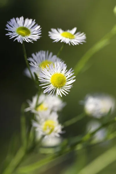 Madeliefjes Weidebloemen Kamille — Stockfoto