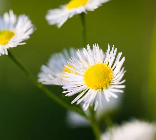 Madeliefjes Weidebloemen Kamille — Stockfoto