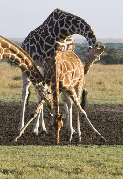 Mundo Animal Jirafas Silvestres Flora Fauna — Foto de Stock