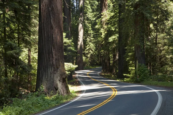 Sequoia Trees Huge Tree Nature Flora — Stock Photo, Image