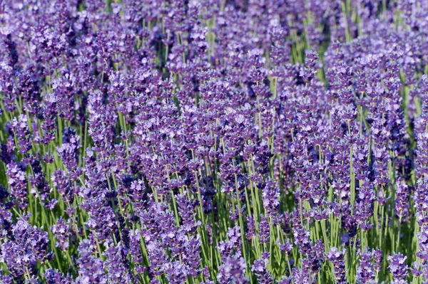 Flores Lavanda Florescendo Provence Arquivado — Fotografia de Stock