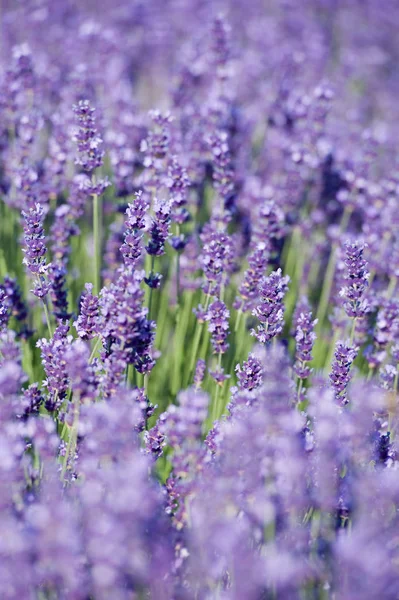 Provence Çiçek Açan Lavanta Çiçekleri Dosyalandı — Stok fotoğraf