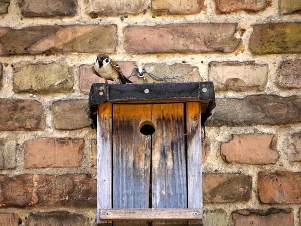 Schilderachtig Uitzicht Van Schattige Mus Vogel — Stockfoto