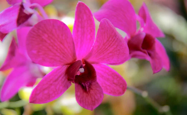 Naturlig Orkidé Blomma Flora Växt — Stockfoto