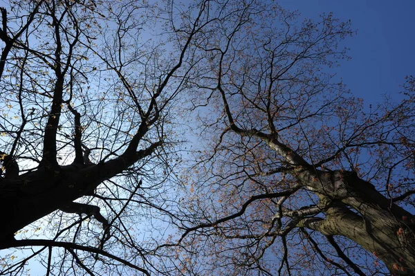 Árvores Natureza Meio Ambiente Botânica — Fotografia de Stock