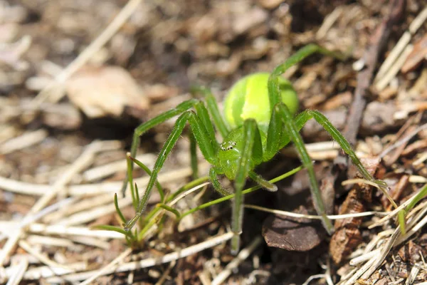 クモの虫怖い虫 — ストック写真