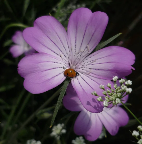 Närbild Bild Lilla Nyckelpiga Insekt — Stockfoto
