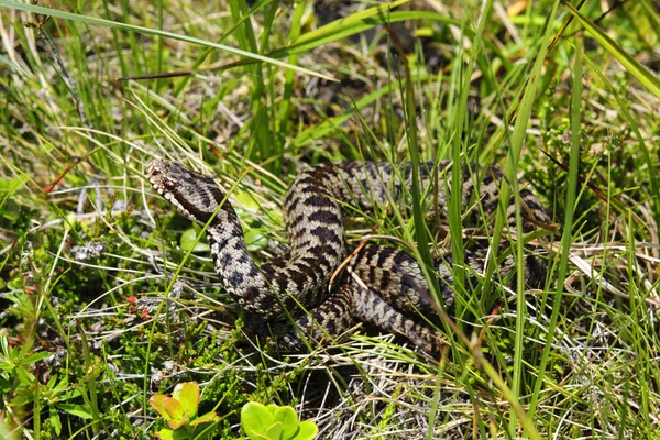 Cobra Animal Réptil Carnívoro — Fotografia de Stock