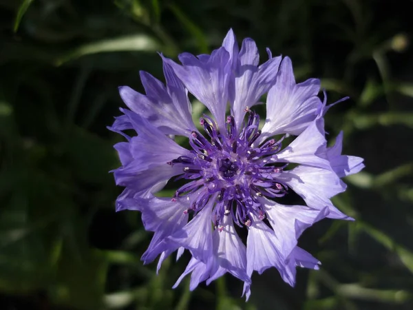 Мальовничий Вид Красиві Квіти — стокове фото