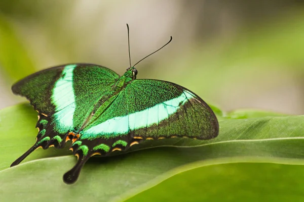 Green Peacock Swallowtail Resting — Stock Photo, Image